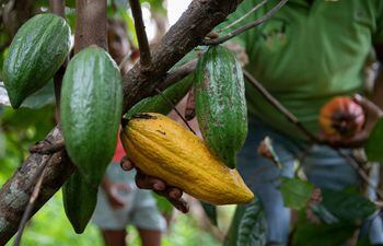 AME2904. TACARIGUA (VENEZUELA), 27/05/2022.- El agricultor Carlos Ramírez recoge una mazorca de cacao hoy, en una finca de Tacarigua, estado Miranda (Venezuela). El Comité de Venezuela de la Organización Mundial de Agricultores, junto al Conglomerado de Cacao Barlovento y la Coalición Sindical Nacional, afirmaron este viernes que esperan aumentar la producción de cacao en el país caribeño a 60.000 toneladas en un plazo de tres años, un incremento que será progresivo. EFE/ Rayner Peña R.
