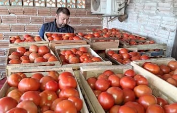 Lograr una mayor producción de tomate a nivel país es el desafío de productores y el Estado.