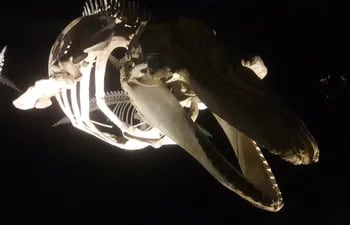esqueleto-de-un-delfin-museo-oceanografico-univali-95205000000-1657579.jpg