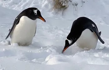 Pingüinos en la nieve, en Bahía Yorke.