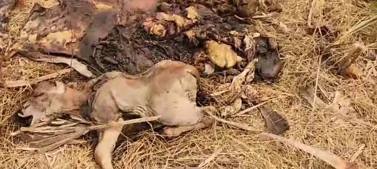 Un ternero muerto a consecuencia del faenamiento de la madre, los abigeos causan serios problemas a los ganaderos de la zona.