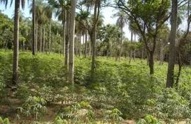 el-cultivo-de-mbocaya-puede-ingresar-g-8-millones-hectarea-112255000000-1331348.JPG
