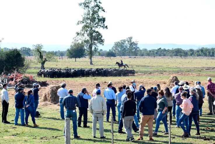Jornada técnica sobre cría de búfalos, realizada en la Cabaña La Tranquera, en Ypacaraì, del Dr. Manuel Cardozo.