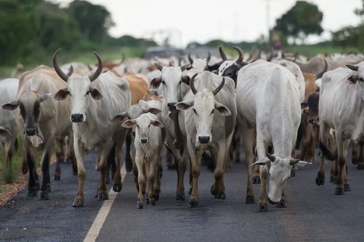 Rusia prohíbe importación de carne de dos estados brasileños por "vacas locas"
(AFP/Yasuyoshi CHIBA)