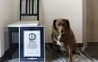 Bobi, un mastín del Alentejo fue reconocidocon el Récord Guinnes como el perro más viejo del mundo. Ahora le retiraron el reconocimiento.