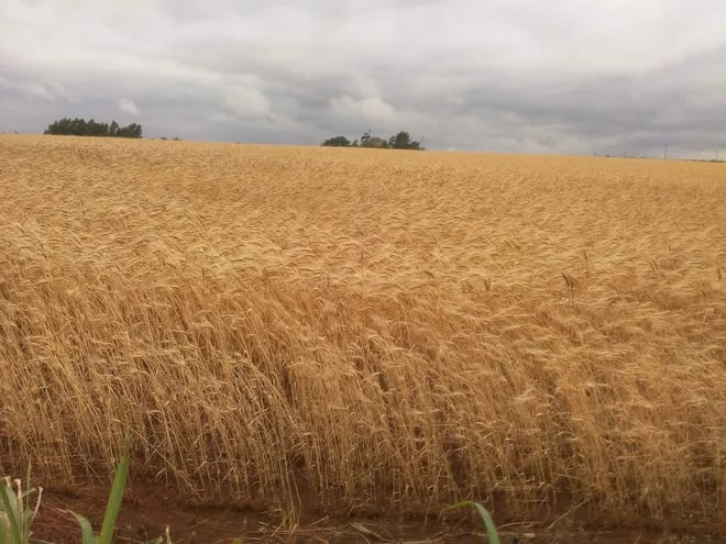 Cultivo de trigo de la zona sur del país, en etapa final, cerca del punto de cosecha.