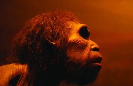 homo-sapiens-111540000000-1815877.jpg