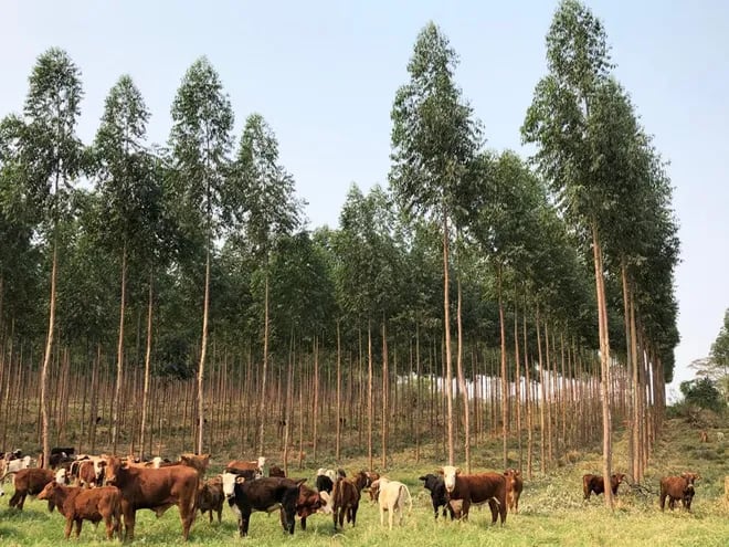 La combinación de reforestación-ganadería es una práctica que puede dejar buenos dividendos.