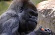 Ozzie, el gorila macho más viejo del mundo falleció en el zoo de Atlanta.