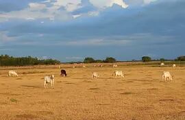 La sequía afectó fuertemente la producción primaria, tanto en la agricultura como a la ganadería