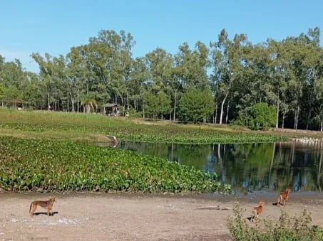 Perros ocasionaron muerte de patos en el parque Ñu Guasú.