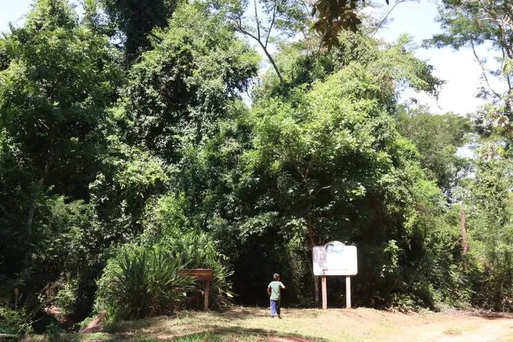 Fotografía de una zona de la Reserva Natural del Bosque Mbaracayú, este sábado en Villa Ygatimí (Paraguay). El comisario europeo de Medioambiente, Virginijus Sinkevicius, puso en marcha este sábado el proyecto 'Forest4Life Paraguay', dotado con 12 millones de euros (unos 13 millones de dólares) no reembolsables.