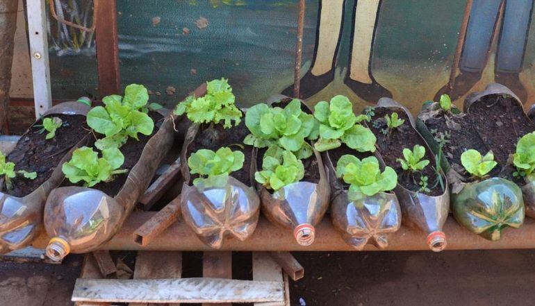 Huertas en plena ciudad - Notas - ABC Color