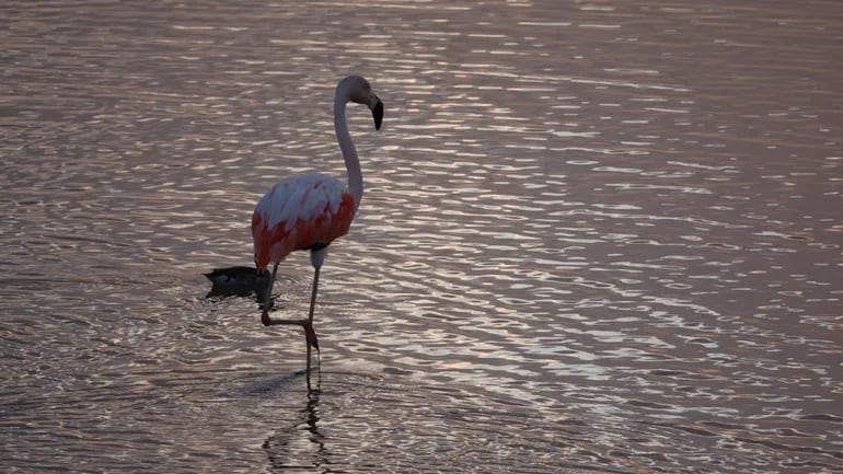 El flamenco es una de las aves migratorias que se refugia en las lagunas - Foto: Jack Recalde