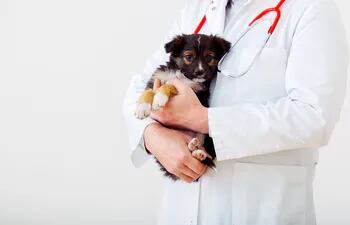Un cachorro con cara de asustado en brazos de un veterinario.