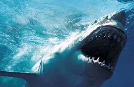 el-tiburon-blanco-es-el-pez-depredador-mas-grande-de-todos-puede-pesar-hasta-una-tonelada--145126000000-1557752.jpg