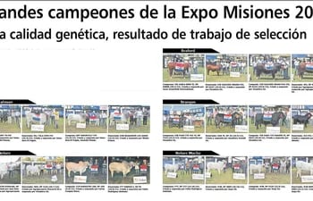 grandes-campeones-de-la-expo-misiones-2016-102424000000-1514549.jpg