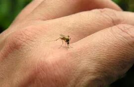 El mosquito Aedes Aegypti es el transmisor de la enfermedad.