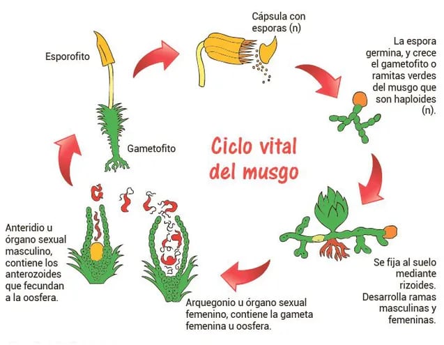 adaptaciones de campiones de musgo