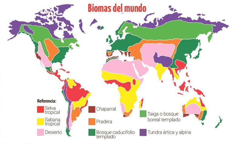 Biomas Terrestres Escolar Abc Color