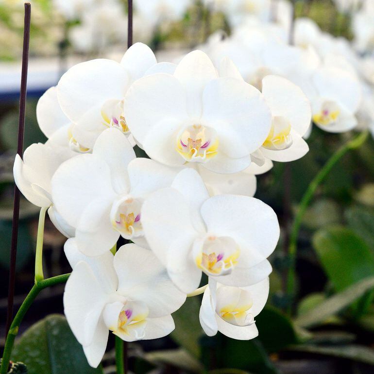 Orquídeas en tu jardín - Locales - ABC Color