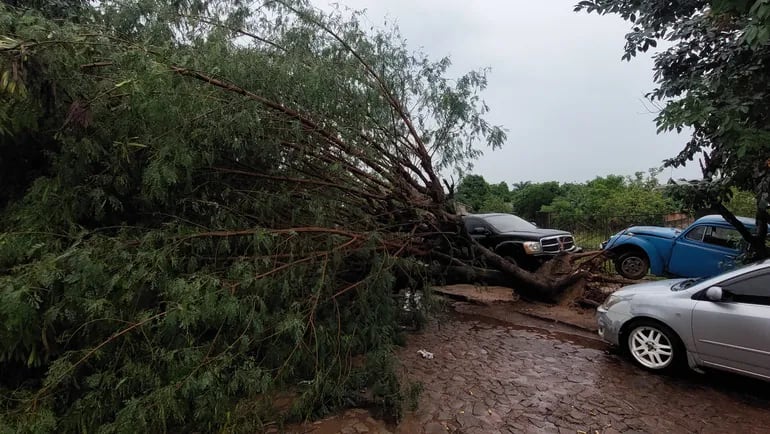 Un enorme árbol cayó en calle de la barrio Santa Lucía del distrito de Coronel Oviedo.