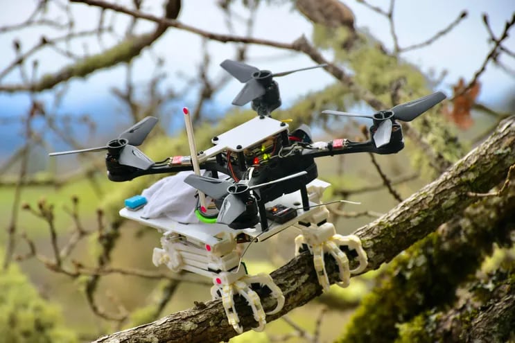 El robot agarrador aéreo estereotipado inspirado en la naturaleza” (Snag) que, acoplado a un dron de cuatro motores, forma un robot capaz de imitar la técnica de las aves para posarse en casi cualquier tipo de rama.