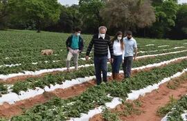 Mark Miller (último) de Sabores de Areguá, y  representantes de Bioinsumos del Paraguay, recorren los cultivos de frutilla.