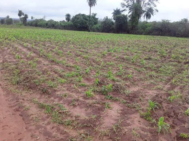 Plantación de maíz tupí en etapa de crecimiento de la colonia Defensores del Chaco de San Estanislao.