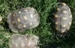 Las tortugas ¨patas rojas ¨ estaban dentro de un programa de conservación de la especie, ya que algunas zonas del Gran Chaco no poseen ningún ejemplar.