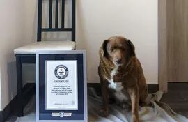 Bobi, un mastín del Alentejo fue reconocidocon el Récord Guinnes como el perro más viejo del mundo. Ahora le retiraron el reconocimiento.