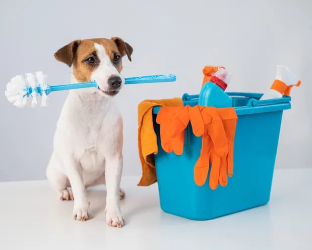 Tener mascotas en casa implica un desafío en términos de orden y limpieza. Con algunas estrategias se puede lograr el objetivo.