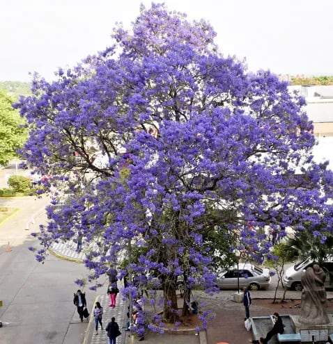 Asunción se viste de lila - Locales - ABC Color