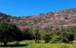 Los lapachos rosados abundan por los cerros Tres Hermanos en Fuerte Olimpo presentando una verdadera belleza natural y primaveral