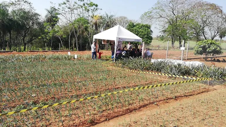 Arroyos y Esteros: buscan potenciar la producción agroecológica de cebolla.
