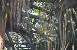 el-pajaro-campana-se-encuentra-solo-en-sudamerica-en-los-bosques-y-en-paraguay-es-un-ave-emblematica-por-su-canto-unico--120836000000-446426.jpg