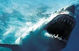 los-sobrevivientes-de-ataques-exigen-la-creacion-de-mas-santuarios-para-tiburones-donde-se-prohiba-la-pesca-de-los-mismos-nacion-com--221819000000-1557888.jpg