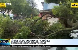 Árbol frondoso cayó sobre Pa’i Pérez y tránsito quedó bloqueado
