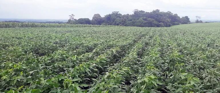 Las últimas lluvias registradas mejoraron las perspectivas para la cosecha de soja en el Sur y en otras zonas del país.