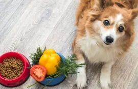 Los perros pueden comer verduras, como por ejemplo, el locote ayuda al sistema inmune y funciona como antiinflamatorio.