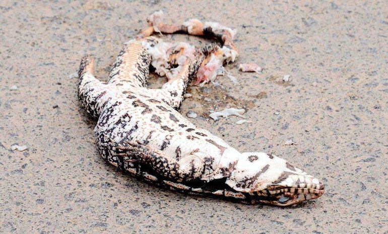 Temen Extincion Del Teju Guasu Con La Caceria Locales Abc Color