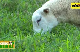 Abc Rural: Criar 200 ovejas en 6 hectáreas no es cosa fácil