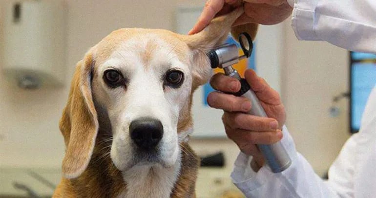 La otitis canina comienza afectando al oído externo y se agrava si no se le presta la atención debida.