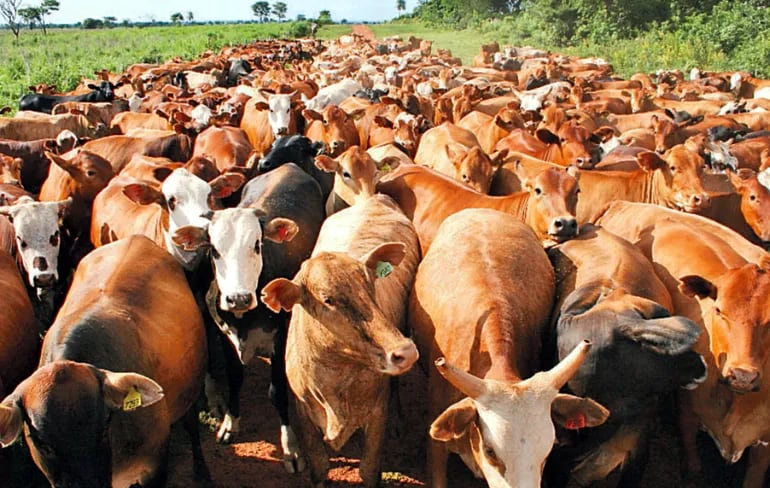 Las Asociaciones Rurales del Mercosur calificaron de tendencioso el tweet de las NN.UU. que afirma que la producción de ganado bovino incide en la emisión de gases de efecto invernadero sin fundamento científico.