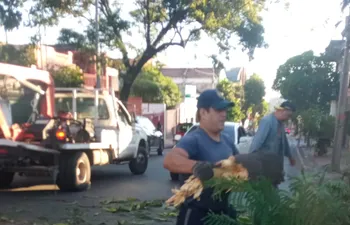 Personal de Espacios Verdes de la Municipalidad de Asunción trabajó en el proceso de cortar y retirar el árbol de la arteria.