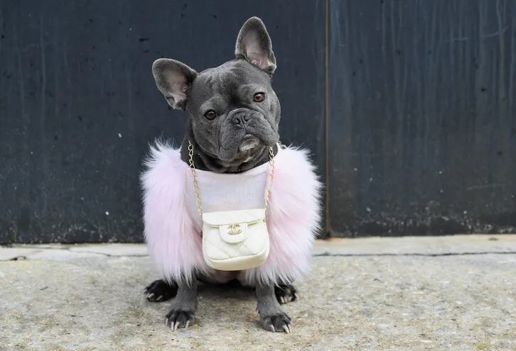 Un bulldog francés hembra, llamado Magnolia con un bolso Chanel durante la semana de la moda en Nueva York.