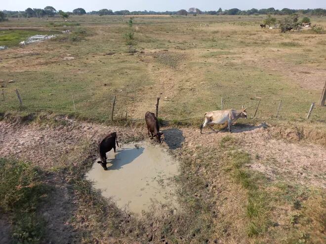 Lo que antes era un arroyo va quedando sin agua en la zona de Humaitá. Los ganados vacunos se acercan para tomar las últimas gotas del agua.