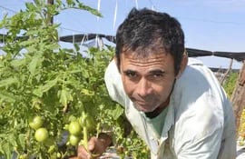 el-productor-edulfo-franco-de-la-localidad-de-santa-rosami-de-curuguaty-muestra-su-cultivo-de-tomate--210816000000-1476265.jpg