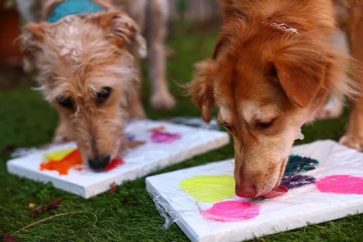 Las perras rescatadas Alba and Rosie crean un cuadro con pintura en el Centro para Animales rescatados de Bristol, en Inglaterra.