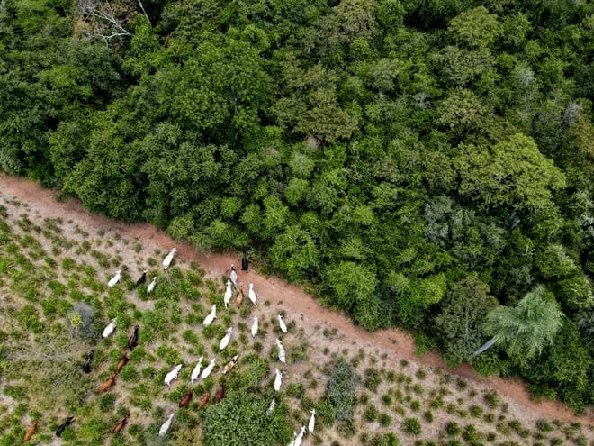 Desarrollo sostenible de la ganadería en zona de Agua Dulce, Alto Paraguay, cuidando las reservas boscosas.